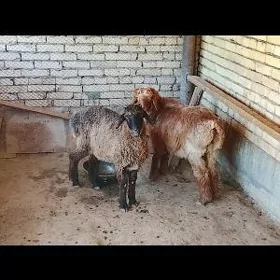 bicilen gocgar