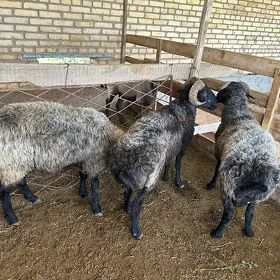 Goç