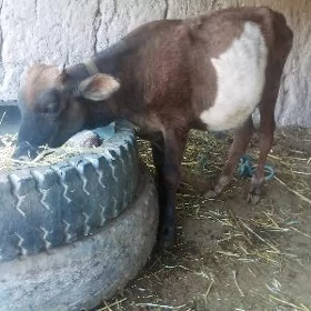 öküzçe