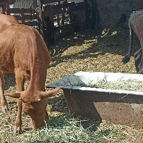öküzçe tüwe öküz göle