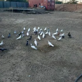Kepderi 