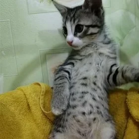 Котёнок, pişik