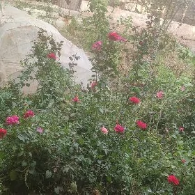 isçi gyyz gerek