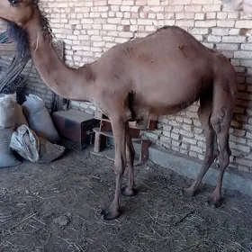 ogşuk