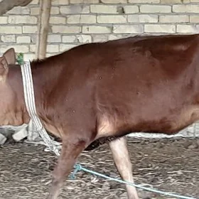 burlat unajyn