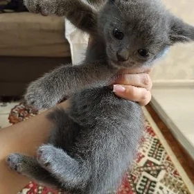 котята