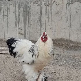 brama horaz