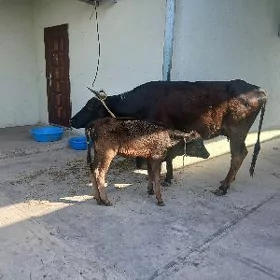 goleli sygyr