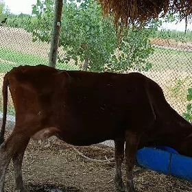 Tanaly sygyr