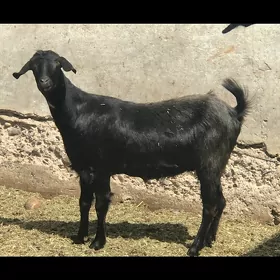 bakilan geçi