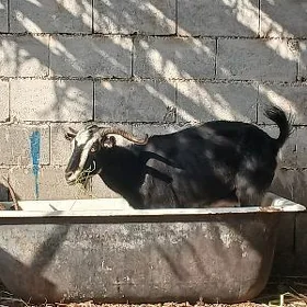 dog geçi 23 24kg