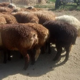 gisar berreller toklular 30