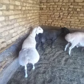 Goç