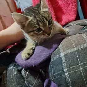 pishikler