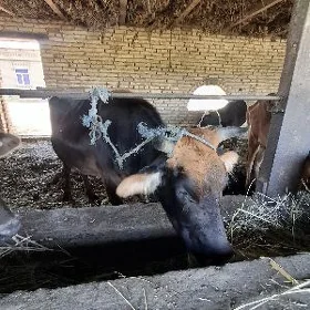 Mal, Baklyk ( kysyr)