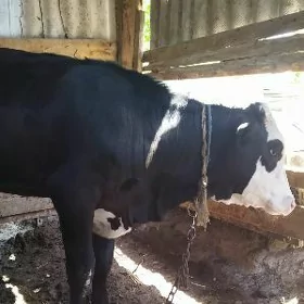 Tuwe Gole