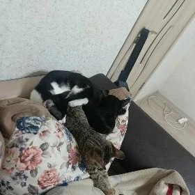 Котята