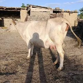 Goleli sygyr