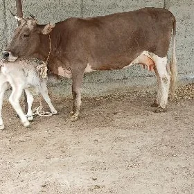Tohum goleli sygyr