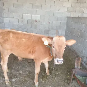 öküz