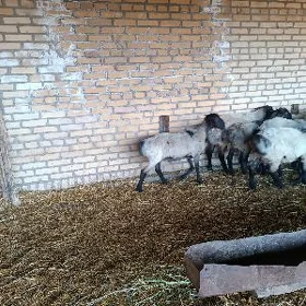 Goç