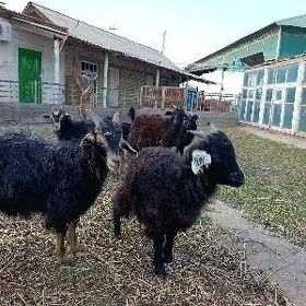 Çebiş Geçi