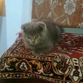 вислоушки