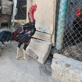 taşkent horaz