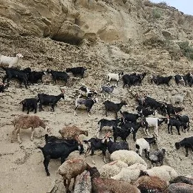 Owlakly Geçi