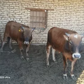 Öküz