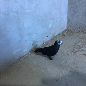 голубы