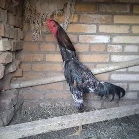 horaz