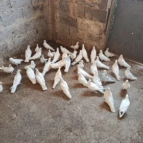 kepderi.