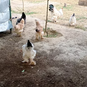 brama