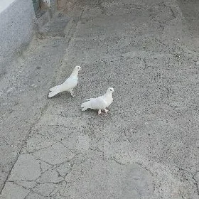 kepderi