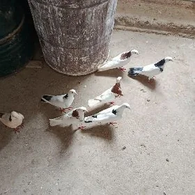 kepderi.