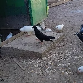 kepderi