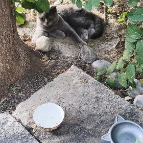 вислоухий кот