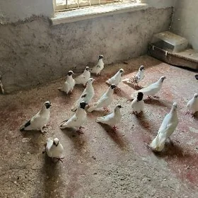 kepderi.