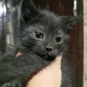 Котёнок мальчик
