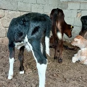 Öküz Tüwe Göle