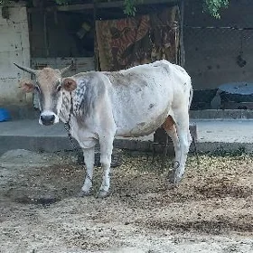 Bakylan sygyr