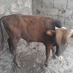 Ökuz