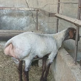 Goyun arssa isek