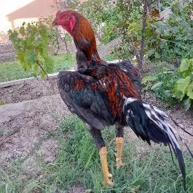 horaz