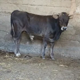 arassa şwes öküz