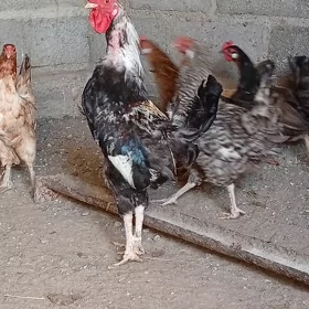horaz