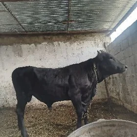 semiz öküz