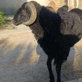 Garakoli goç