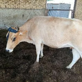Sygyr